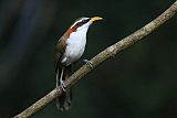 White-browed Scimitar-Babbler